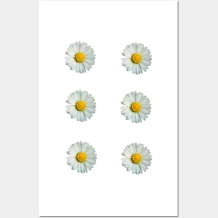 Six white daisies Posters and Art